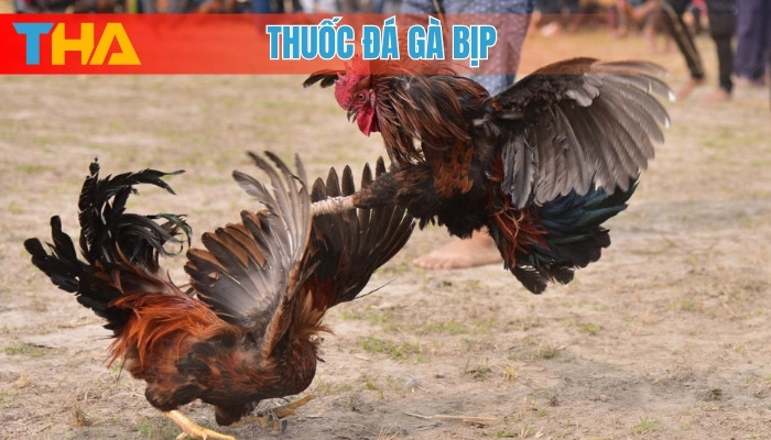 Thuốc đá gà bịp: 5 Sự thật và những điều cần biết 8 Thuốc đá gà bịp