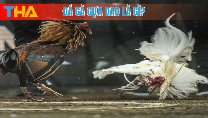 Đá Gà Cựa Dao Là Gì? 5 Điều Cần Biết Để Tham Gia An Toàn 6 Đá gà cựa dao là gì?