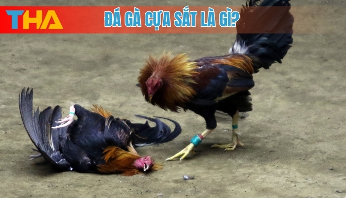 Đá Gà Cựa Sắt Là Gì? 5 Điều Cần Biết Trước Khi Tham Gia 2025 6 Đá gà cựa sắt là gì?