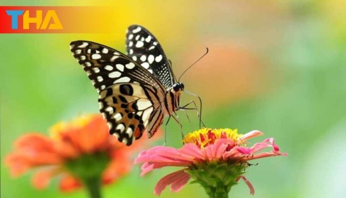 Mơ Thấy Bướm Giải Mã Điềm Báo và 10 Cặp Số May Mắn 6 Mơ thấy bướm