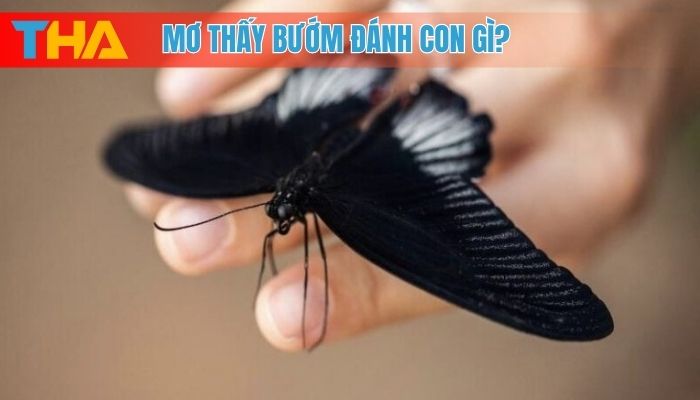 Mơ Thấy Bướm Giải Mã Điềm Báo và 10 Cặp Số May Mắn 8 Mơ thấy bướm đánh con gì?
