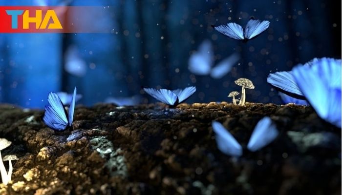 Mơ Thấy Bướm Giải Mã Điềm Báo và 10 Cặp Số May Mắn 7 Mơ thấy bướm đánh số gì?