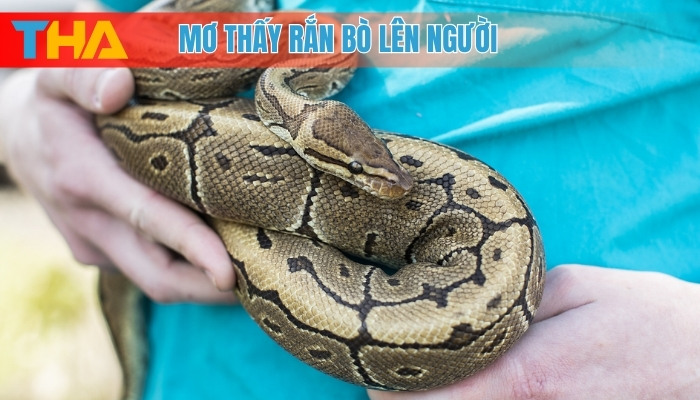Mơ thấy rắn bò lên người